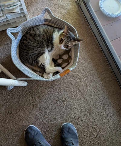 Deine Katze liegt am liebsten neben dir?