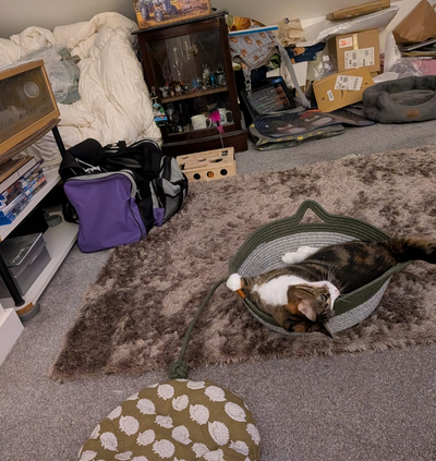 Ein Katzenbett das auch zu deinem Zuhause passt?